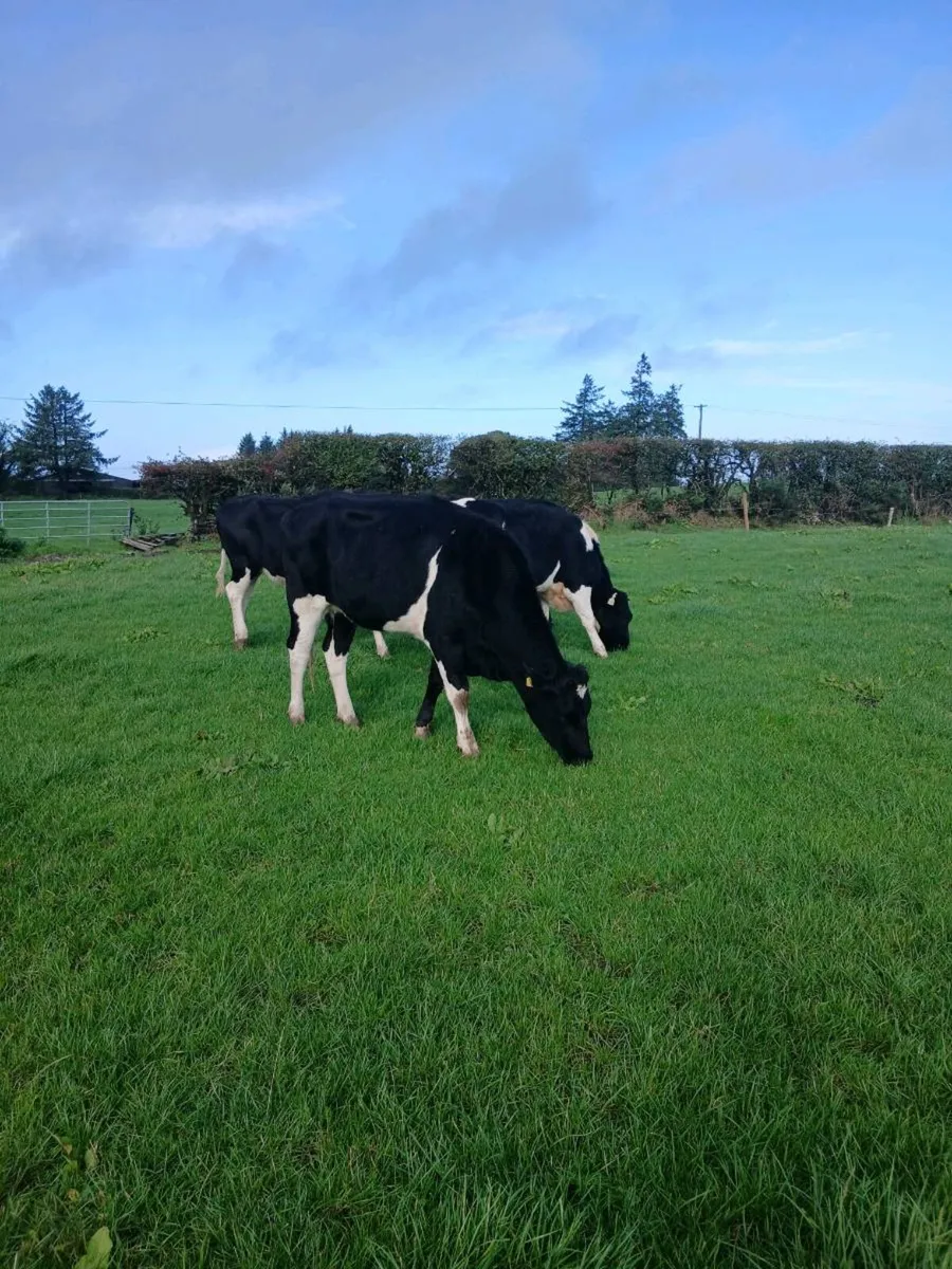 Spring calving heifers - Image 1