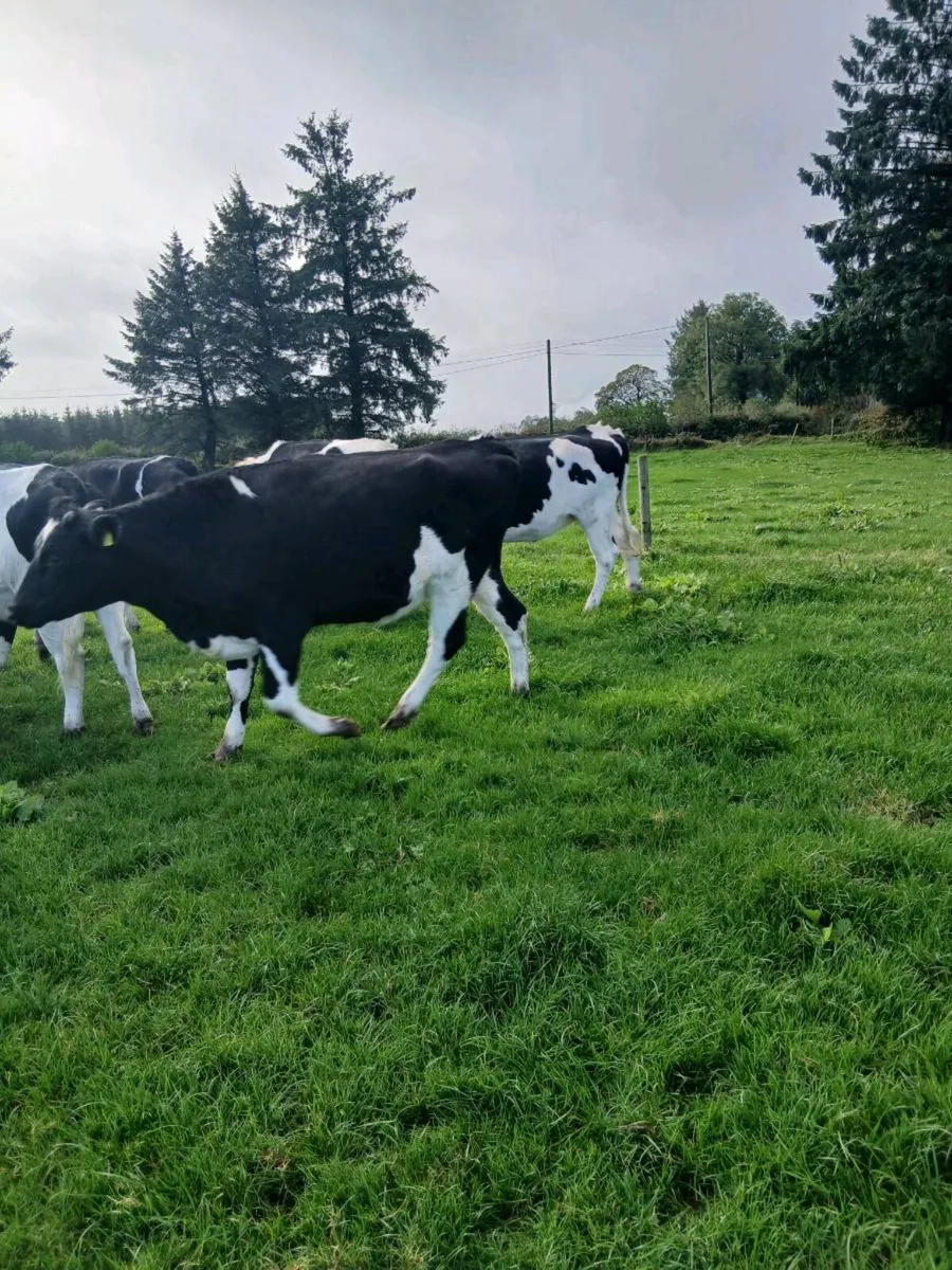Spring calving heifers - Image 2