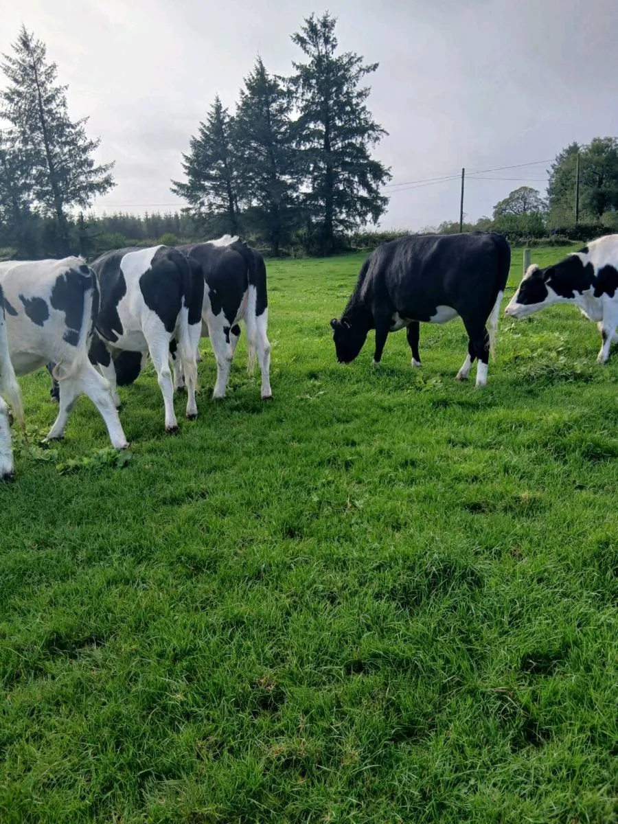 Spring calving heifers - Image 3
