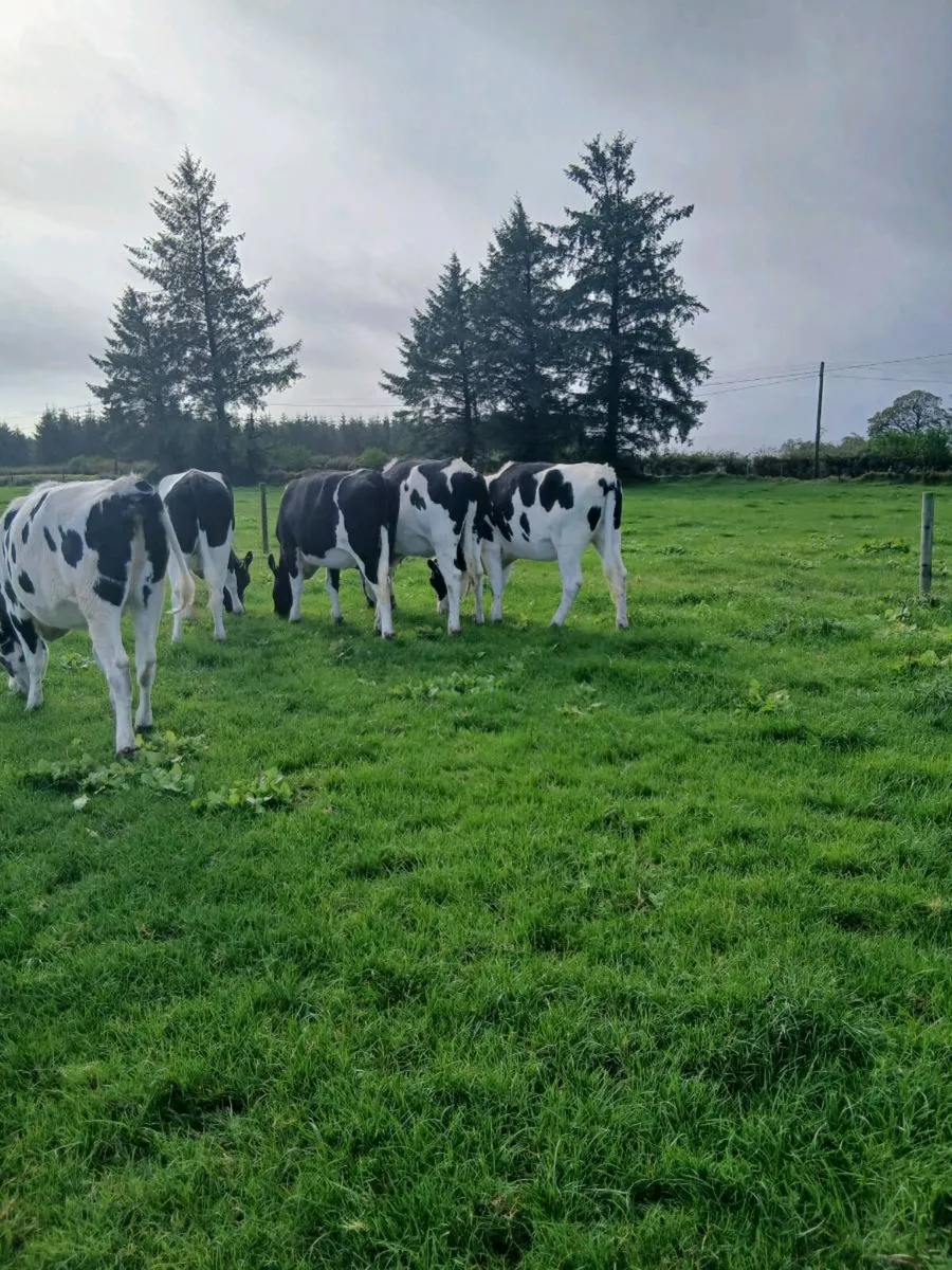 Spring calving heifers - Image 4
