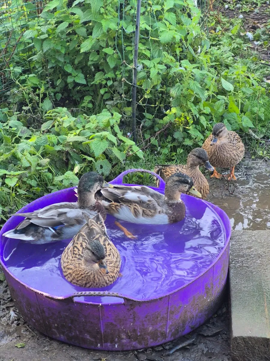 Call duck pairs - Image 3