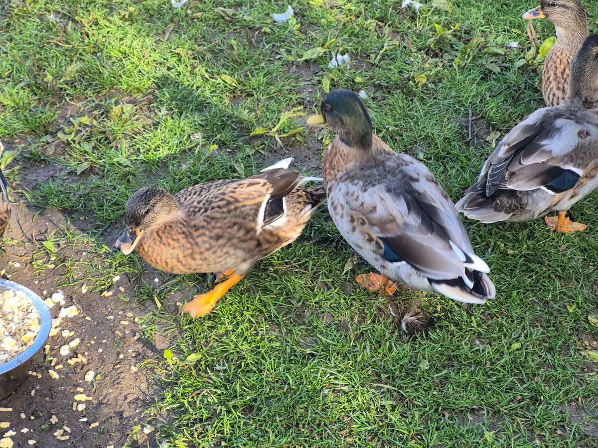 Call duck pairs - Image 4