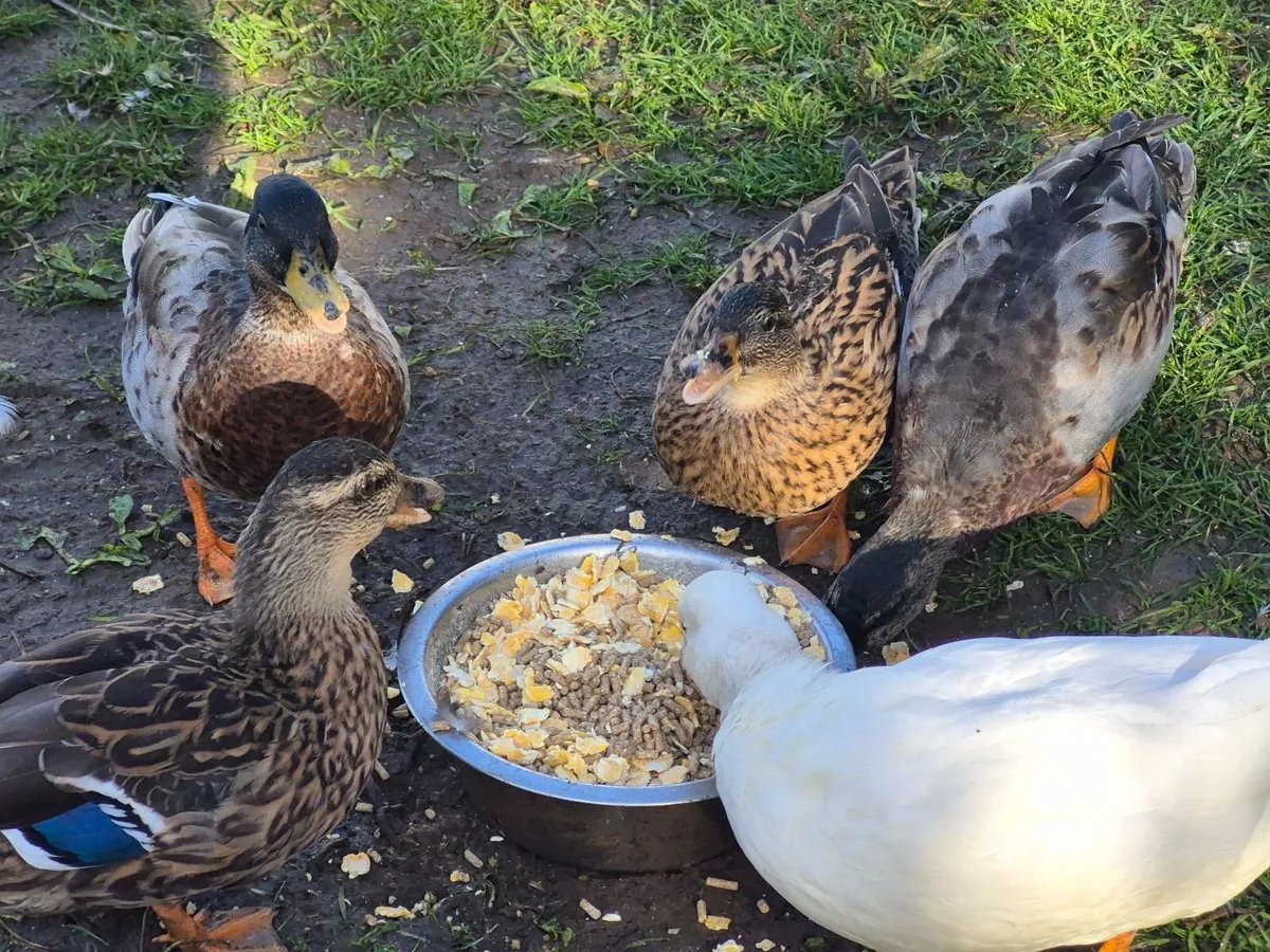 Call duck pairs - Image 1