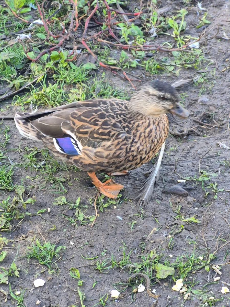 Call duck pairs - Image 2