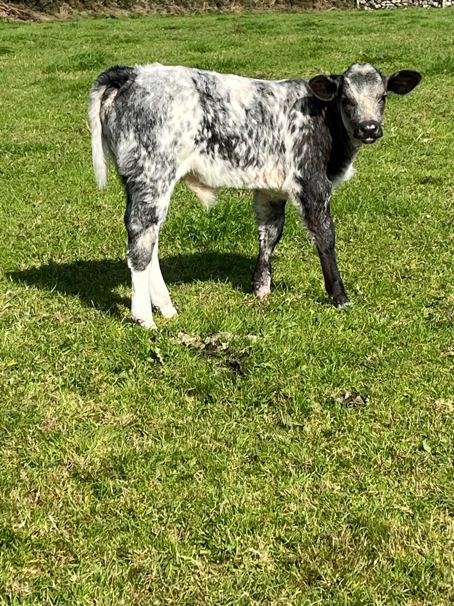 Ai breed suck calfs - Image 2
