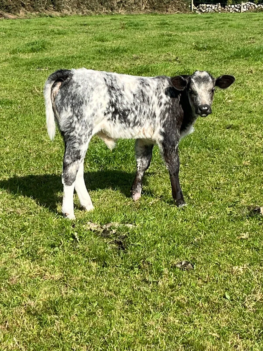 Ai breed suck calfs - Image 3