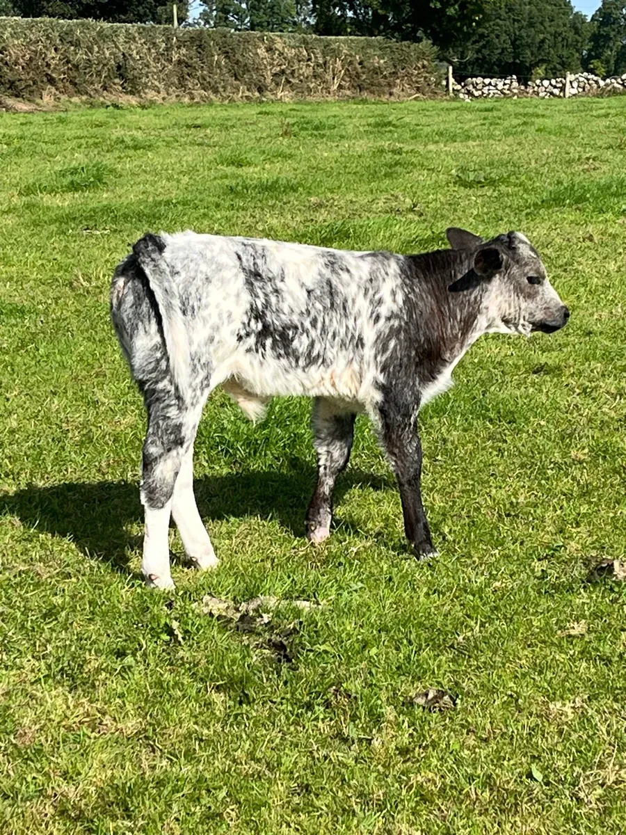 Ai breed suck calfs - Image 4
