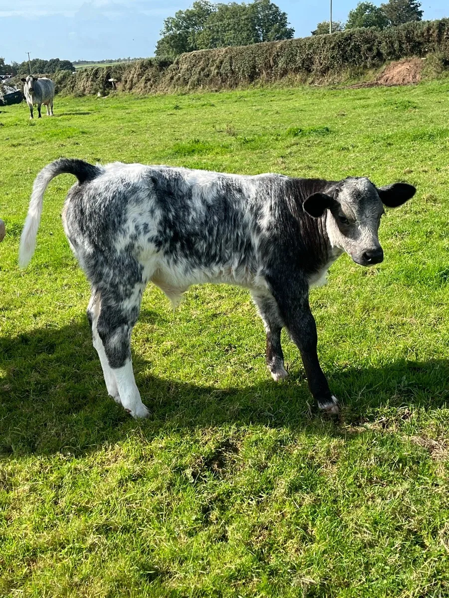 Ai breed suck calfs - Image 1