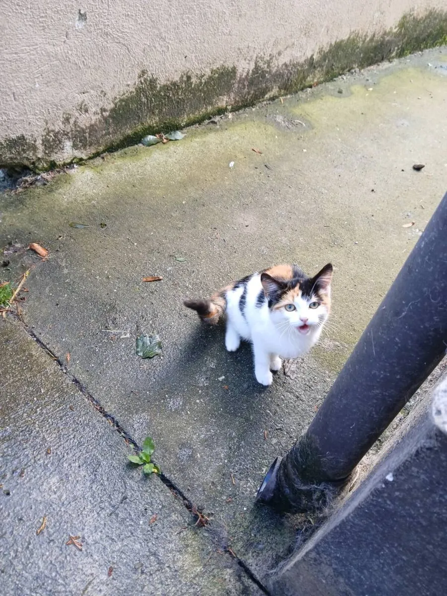 2 farm kittens (both female) - Image 3