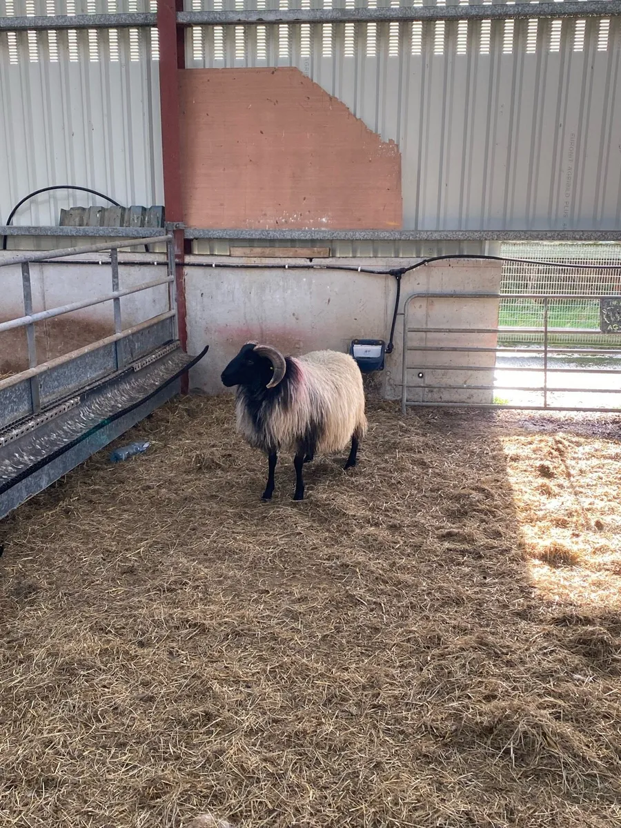 Blackface ram lamb - Image 2