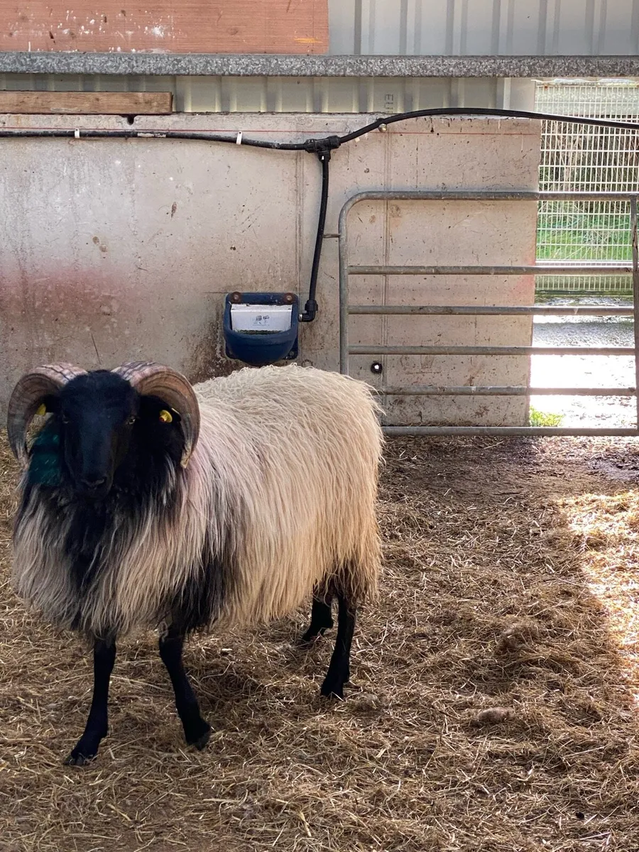 Blackface ram lamb - Image 3