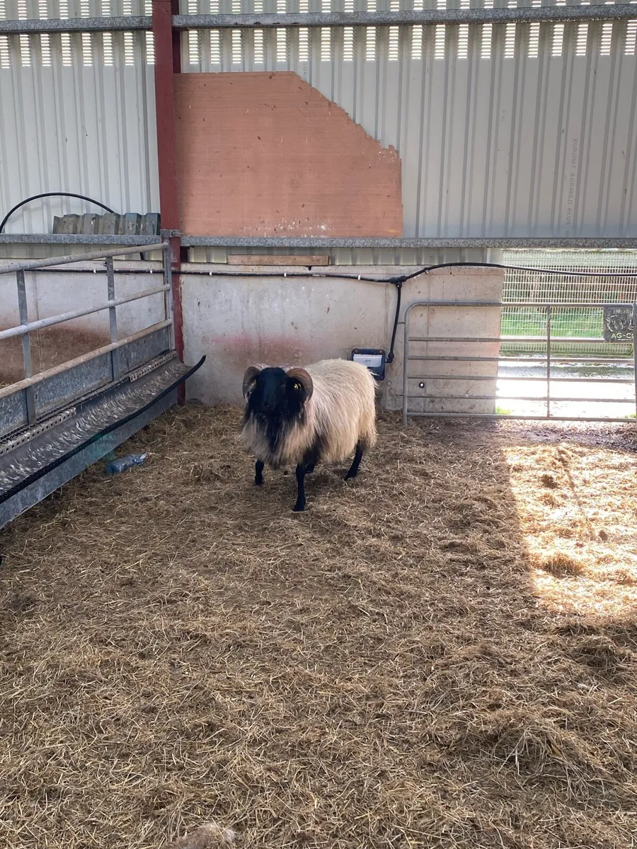 Blackface ram lamb - Image 1