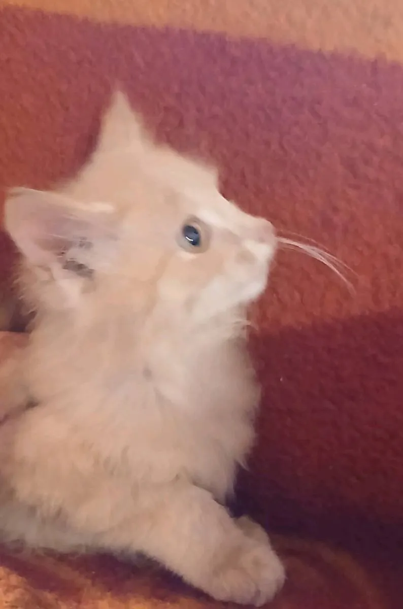Calico/Ginger fluffy kittens - Image 3