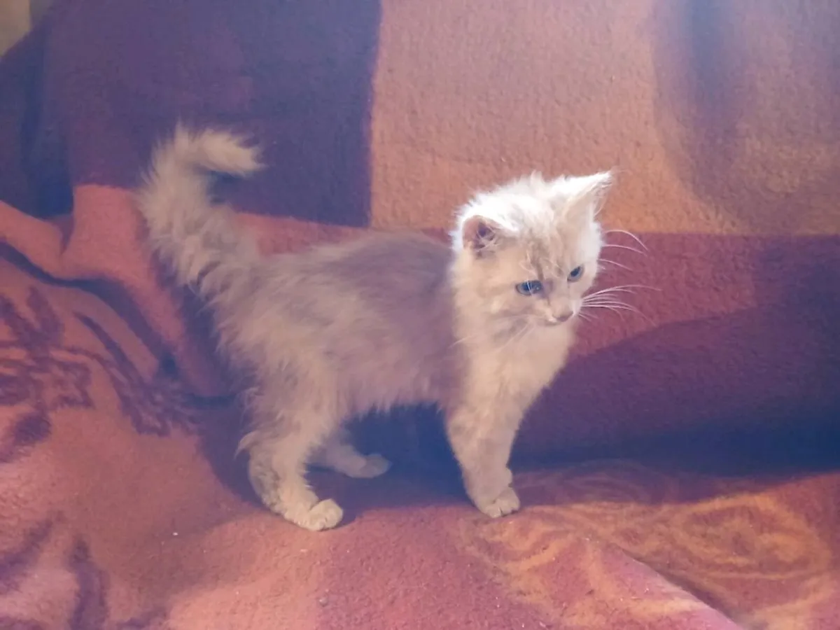 Calico/Ginger fluffy kittens - Image 4