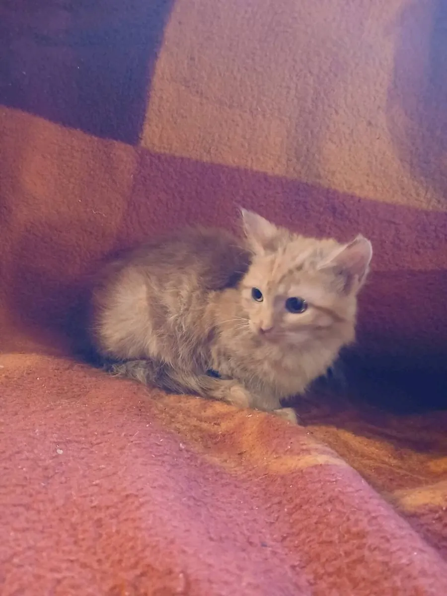 Ginger fluffy kitten. - Image 2