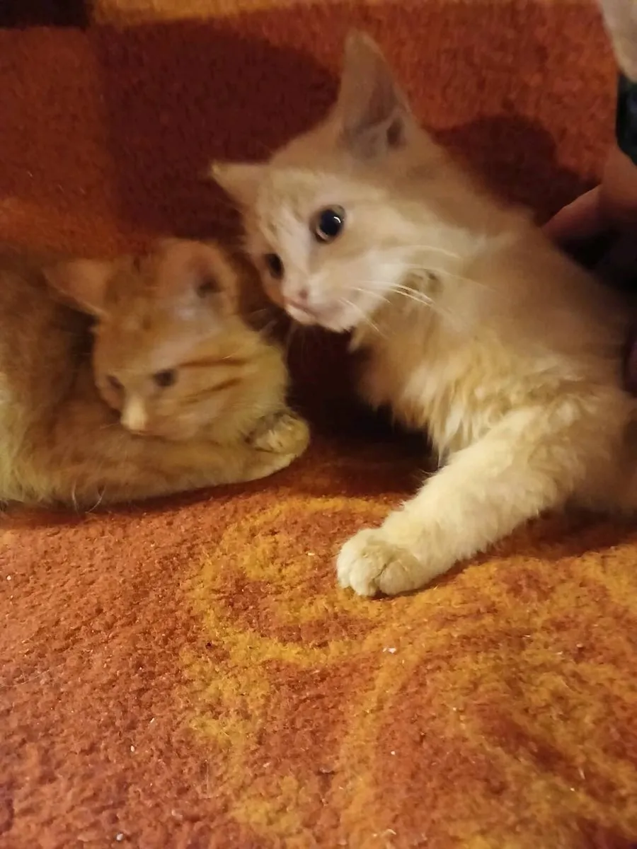 Ginger fluffy kitten. - Image 3