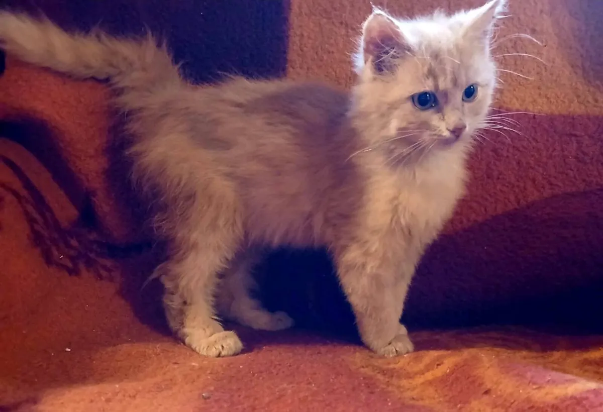 Calico/Ginger fluffy kittens - Image 1