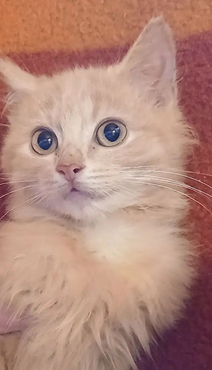 Calico/Ginger fluffy kittens - Image 2