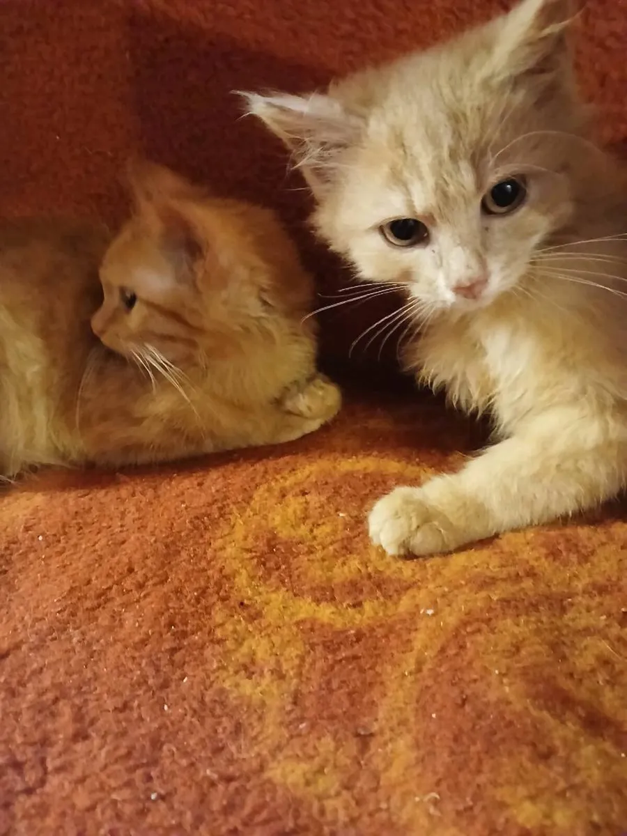 Ginger fluffy kitten. - Image 4
