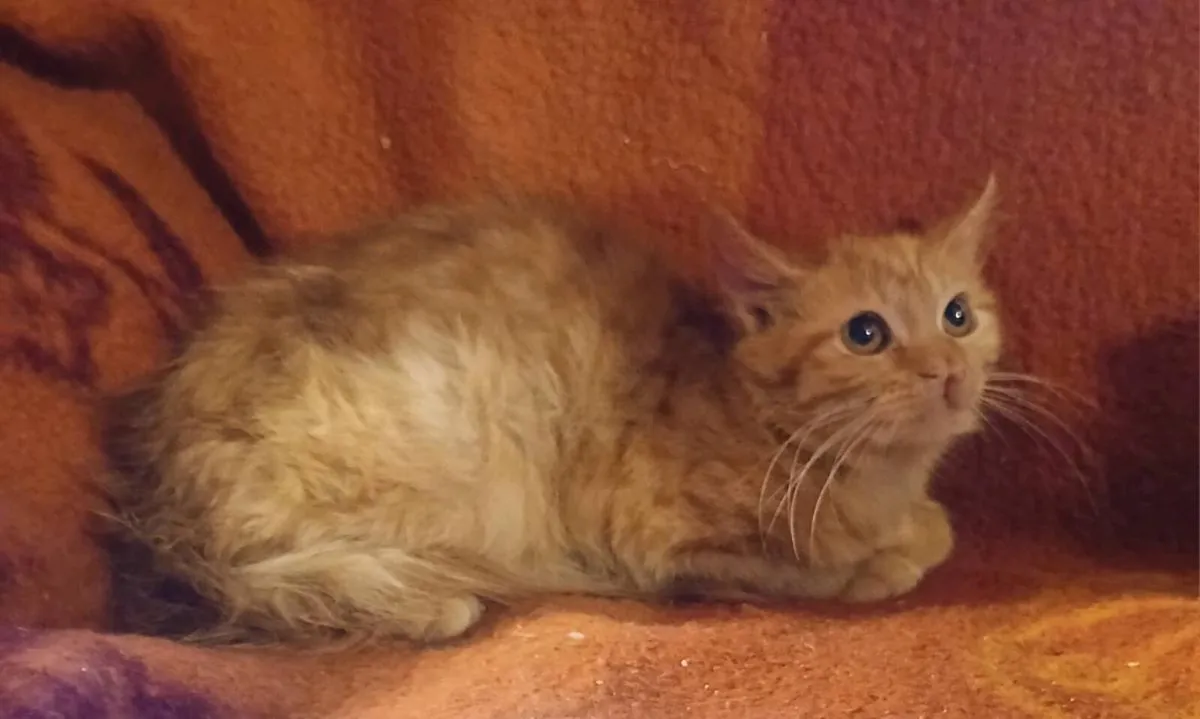 Ginger fluffy kitten. - Image 1