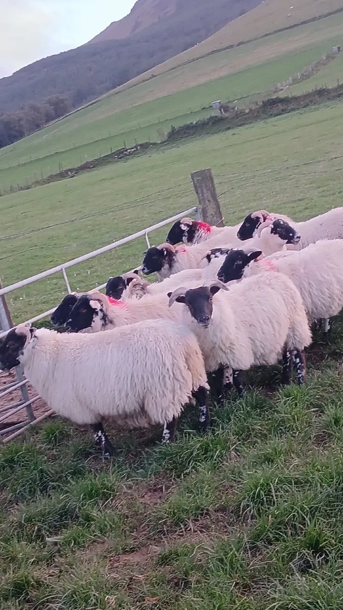 15 Swaledale X Ewe Lambs - Image 2