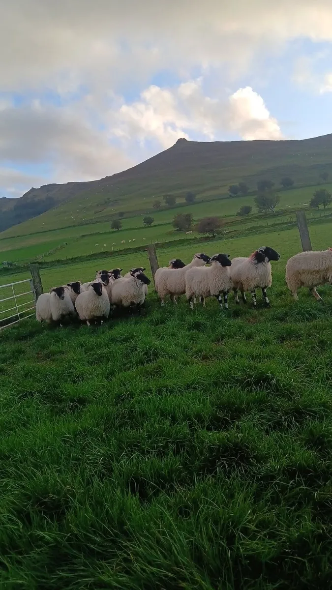 15 Swaledale X Ewe Lambs - Image 1