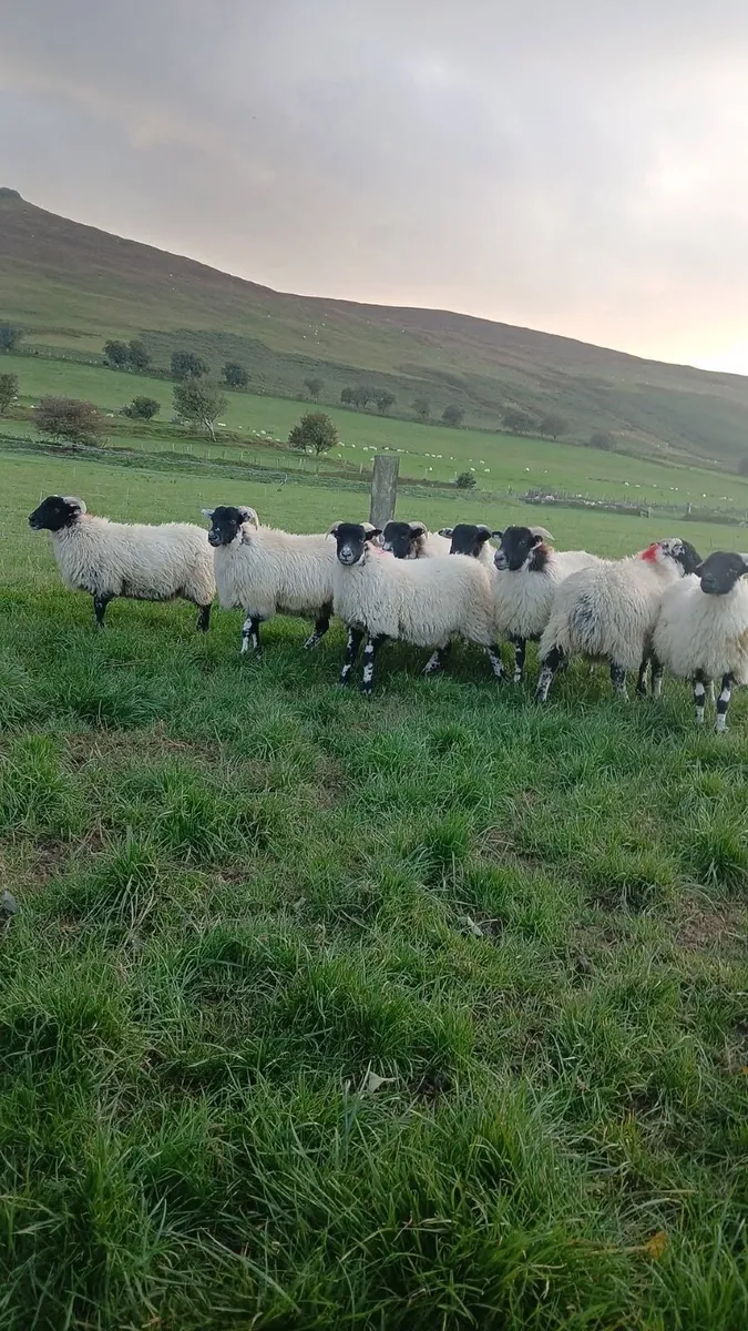 15 Swaledale X Ewe Lambs - Image 3