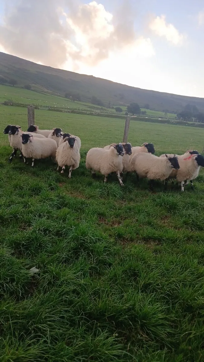15 Swaledale X Ewe Lambs - Image 4