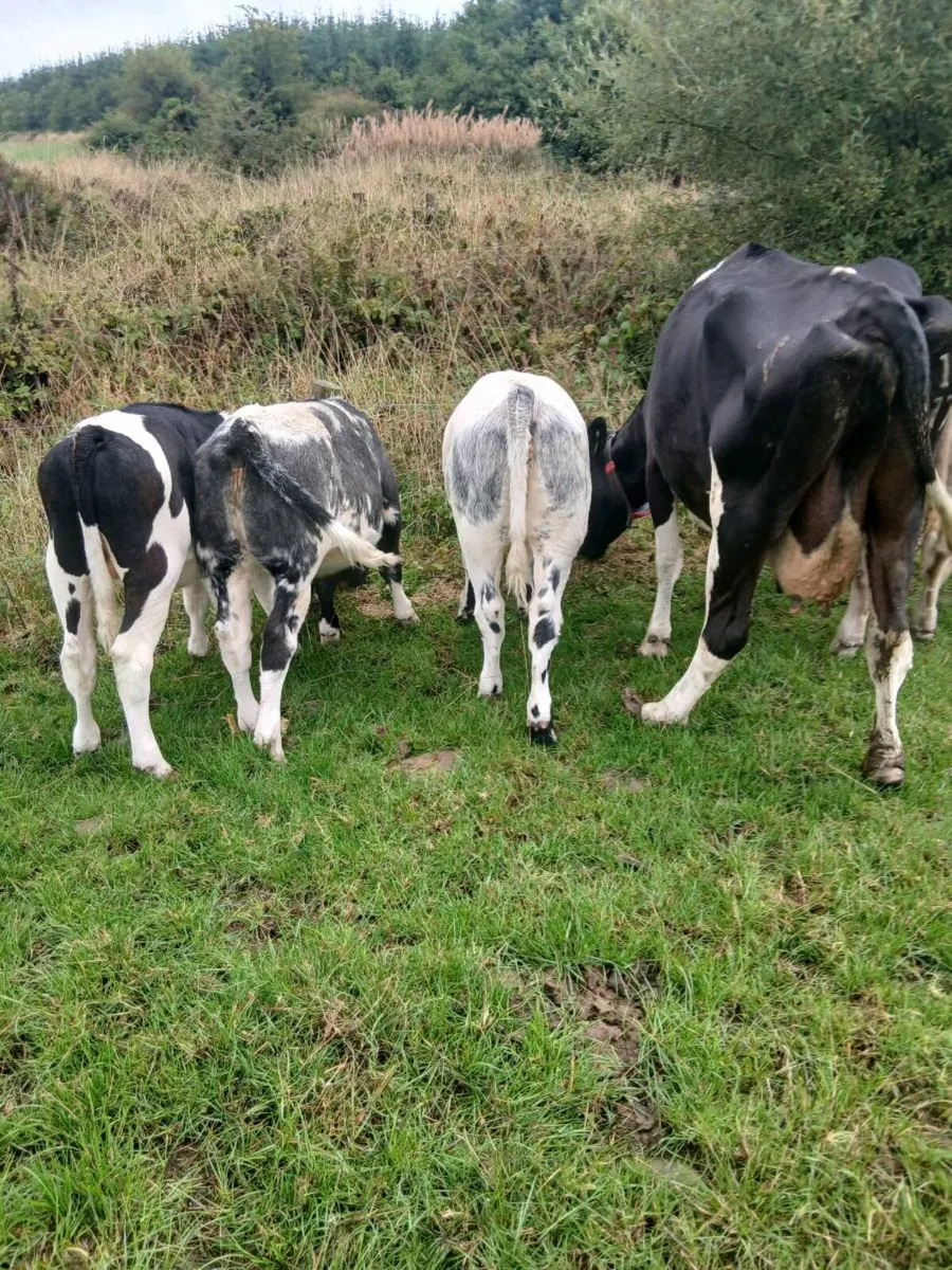 Four cows and eight weanlings - Image 1