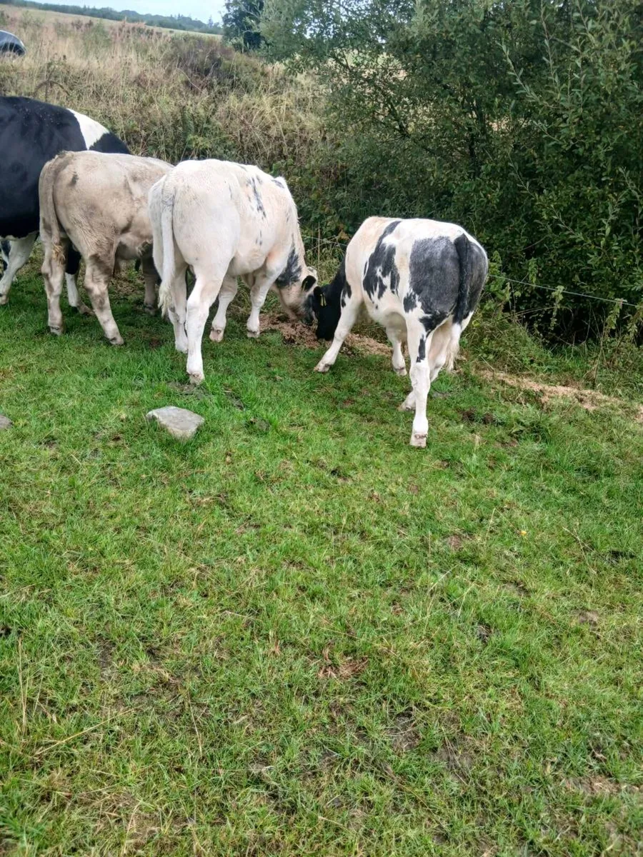 Four cows and eight weanlings - Image 2