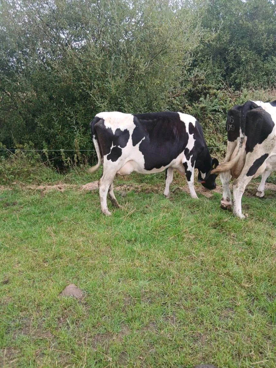 Four cows and eight weanlings - Image 3