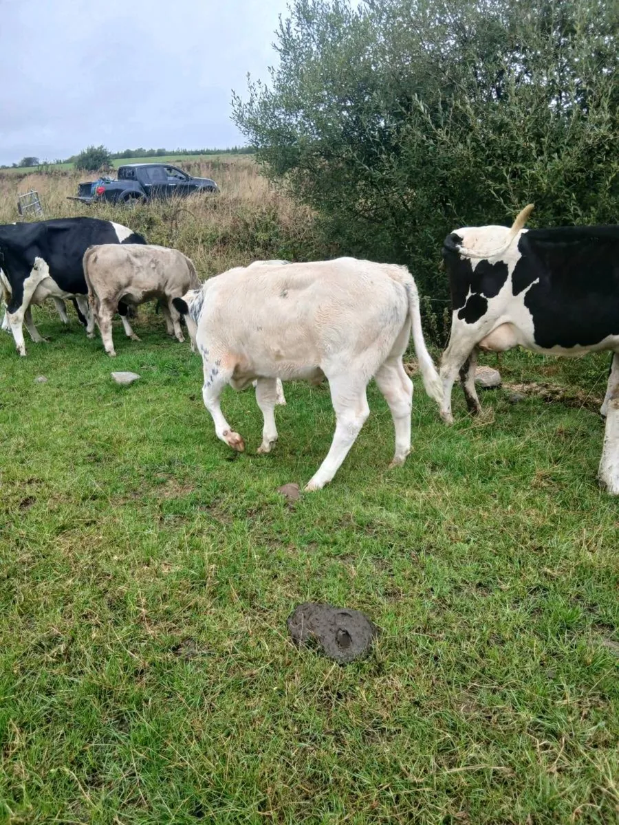 Four cows and eight weanlings - Image 4