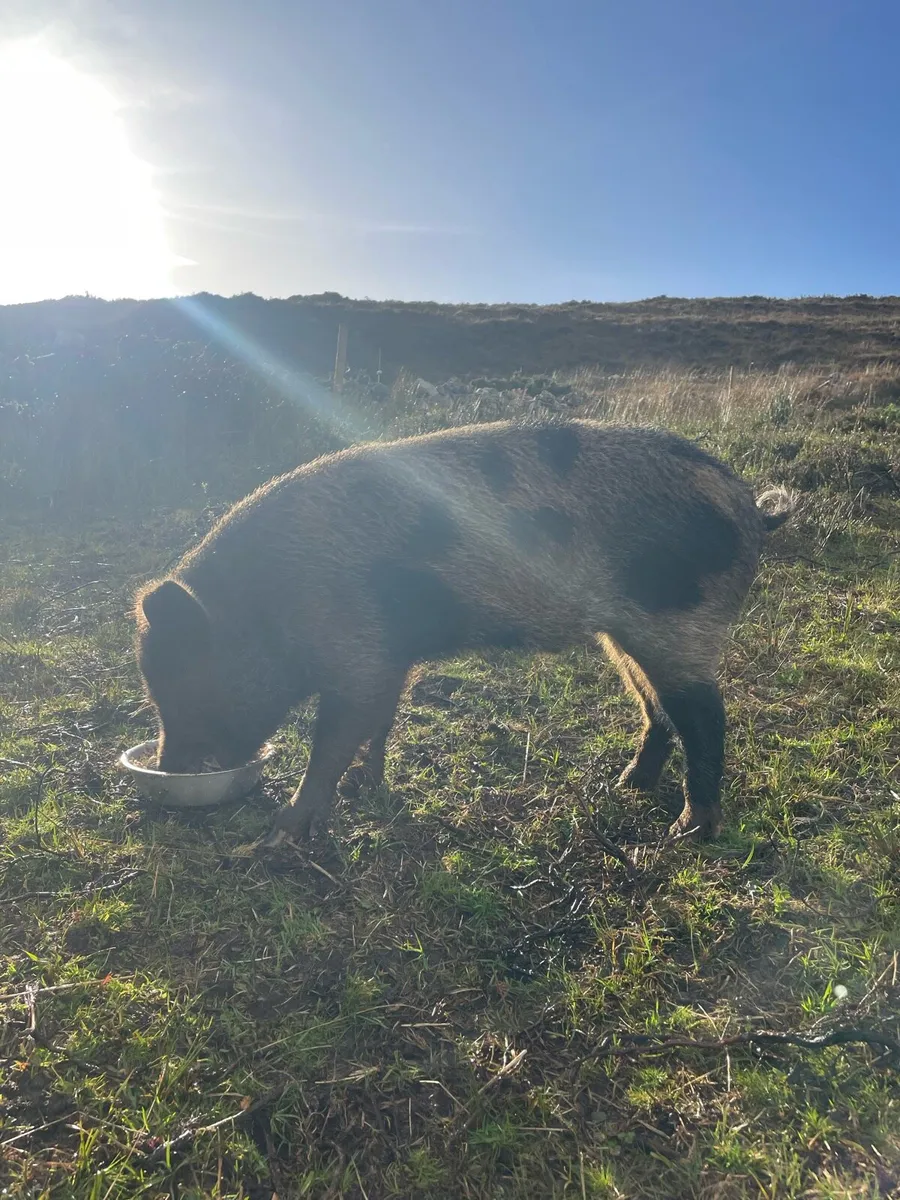 KuneKune pigs for sale - Image 1