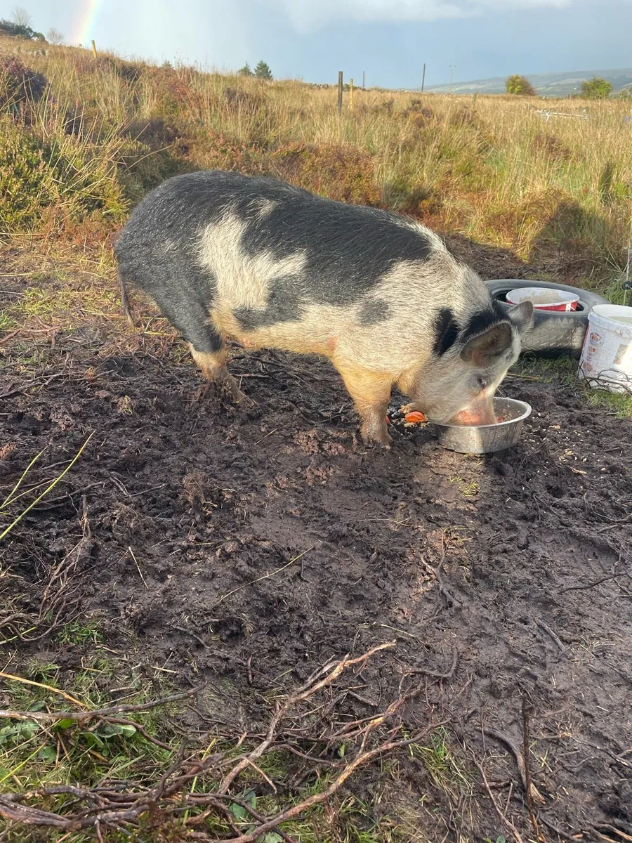 KuneKune pigs for sale - Image 3