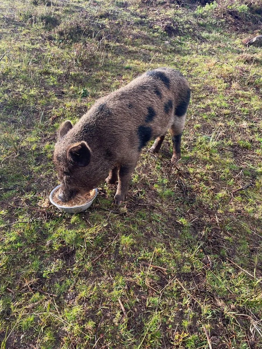 KuneKune pigs for sale - Image 2