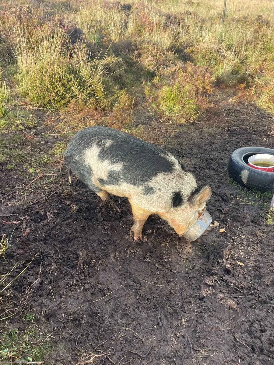 KuneKune pigs for sale - Image 4