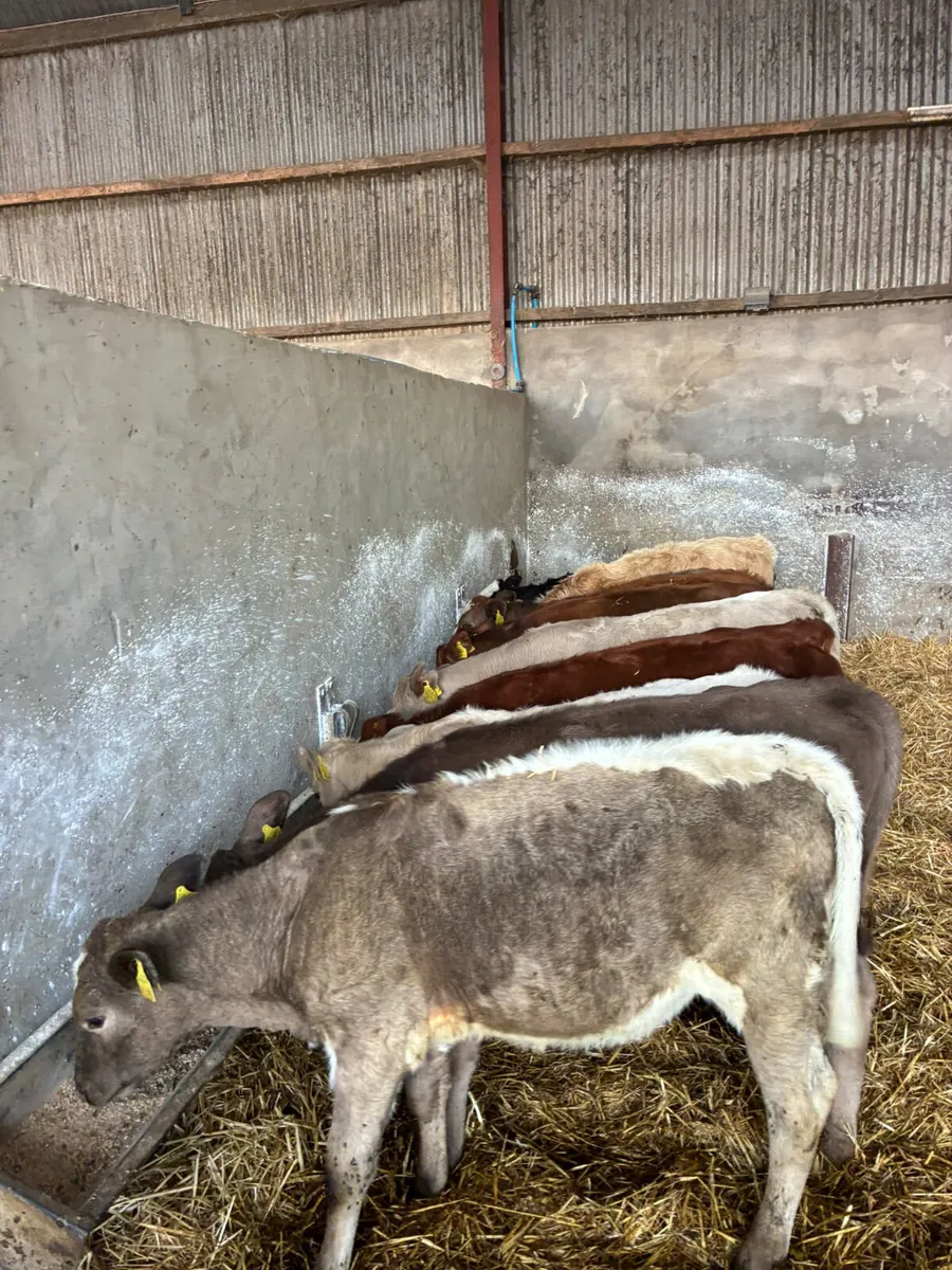 Charolais and lim heifer - Image 1