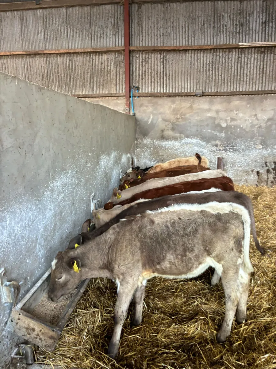 Charolais and lim heifer - Image 2