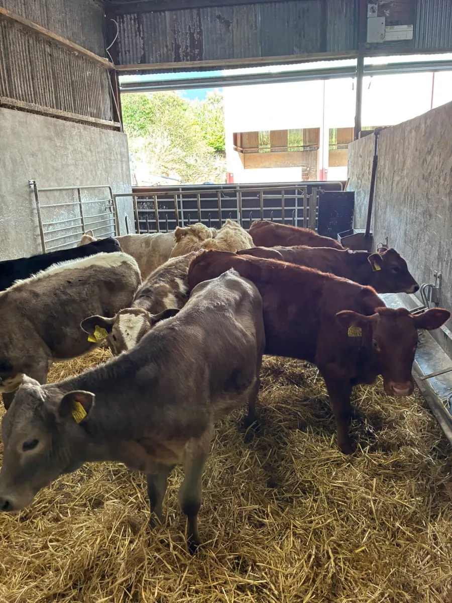 Charolais and lim heifer - Image 4