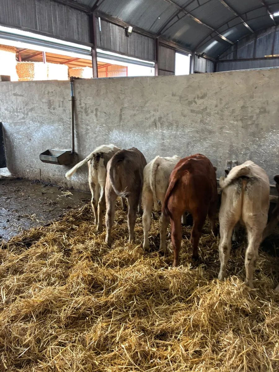 Charolais and lim heifer - Image 3