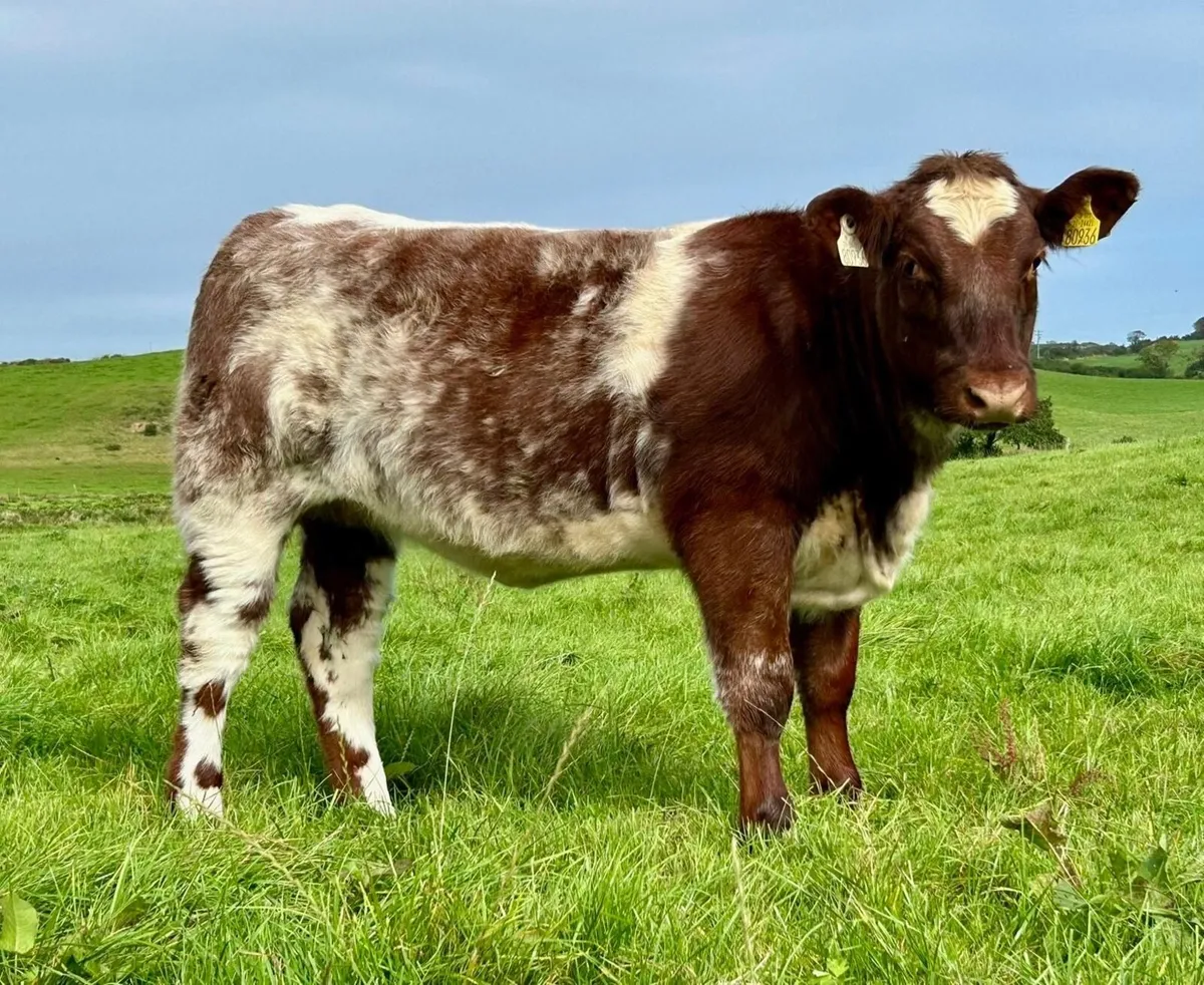 Pedigree Shorthorn Heifers - Image 2
