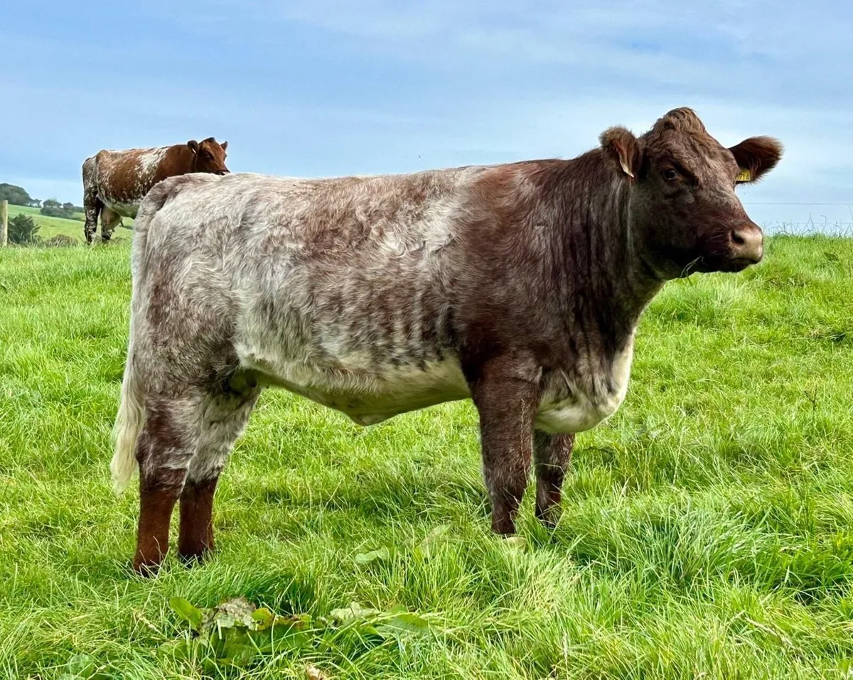 Pedigree Shorthorn Heifers - Image 1