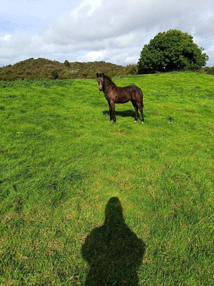 Filly Foal Connemara - Image 1