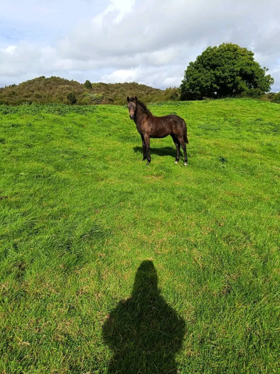 Filly Foal Connemara - Image 2