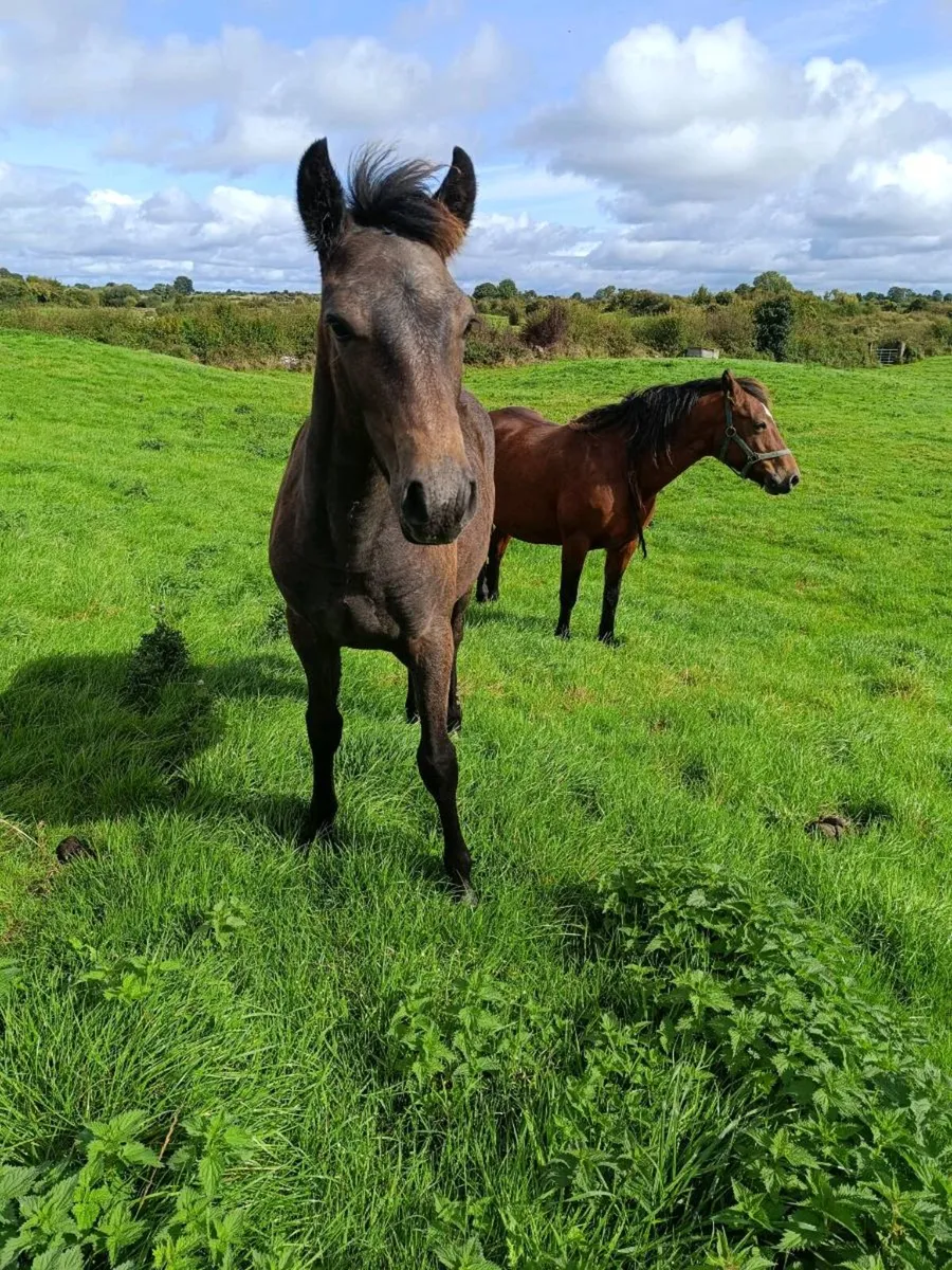 Filly Foal Connemara - Image 3