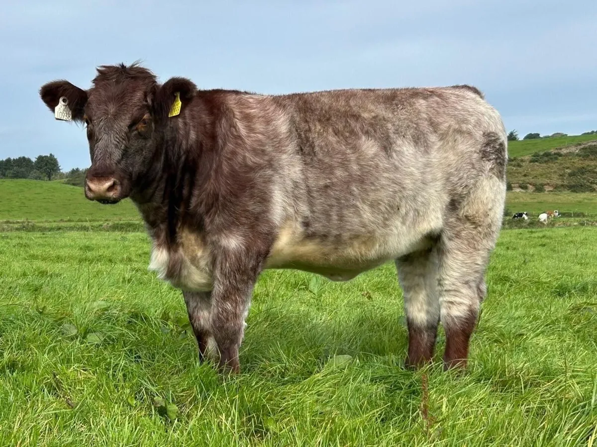 Pedigree Shorthorn Heifers - Image 3