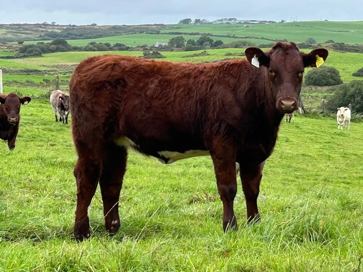 Pedigree Shorthorn Heifers - Image 4