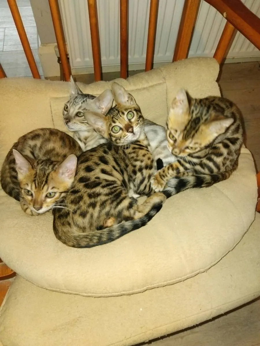 Bengal kittens purebred - Image 1