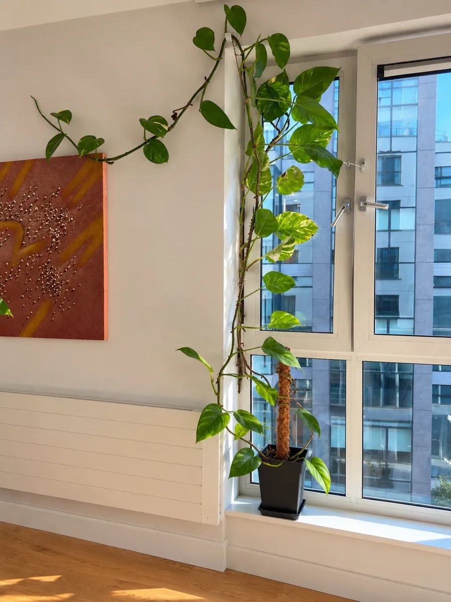 Large money plant