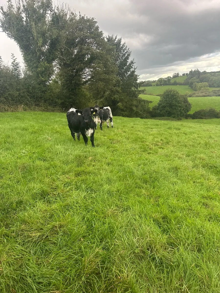 Speckled Park Bulls - Image 2
